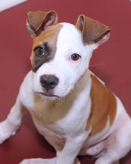 CUTE BROWN AND WHITE PUPPY
