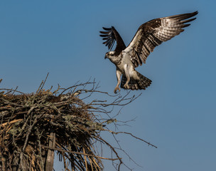 Osprey returning to nest