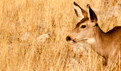 Wild Mule Deer