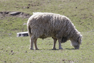 Obraz premium Grazing Sheep