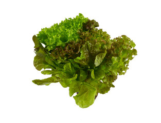 Obraz premium lettuce salad mix isolated