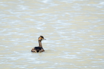 Black Necked (Eared) Grebe