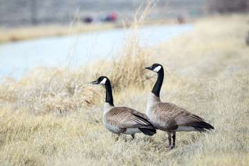 Canada Geese