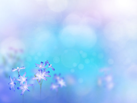 Fototapeta Chionodoxa blue early spring flowers blurred background