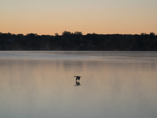 Obraz na płótnie Canvas Bird over still water at dawn