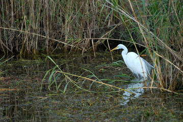 Swamp Egret