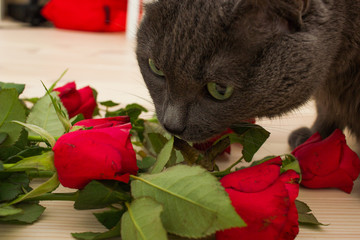 Gray cat smells red roses