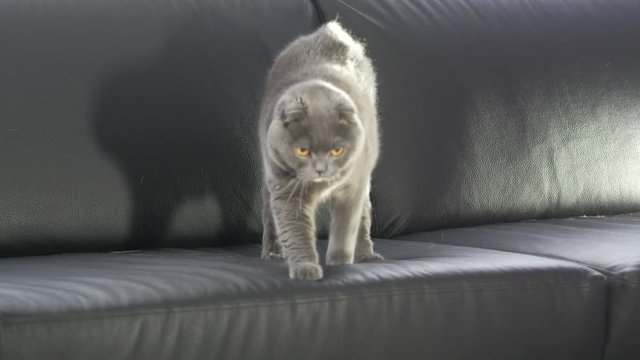 Beautiful Scottish cat sitting on a black couch and looking at the camera