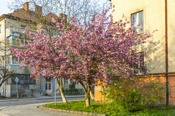 Blossoming pink sakura trees on the streets of Uzhgorod city, Transcarpathia, Ukraine. Sakura can be found in many parts of Uzhgorod, total number of trees is more than 2000