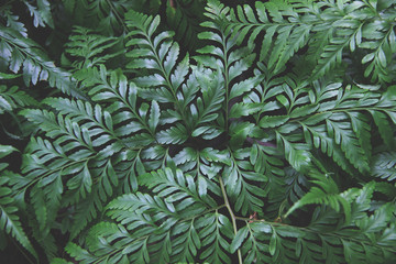 Green leaves nature background.