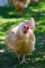 Cock feed on traditional free range poultry farm. A rooster in a farmyard, Livestock, Rural life/Rooster feeding in the backyard.Close up rooster in the farm on a nature background