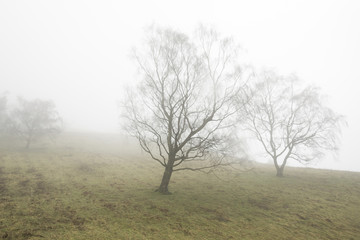 Obraz na płótnie Canvas Misty winter trees on the Malvern Hills Worcestershire
