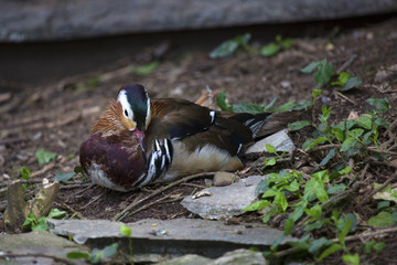 Mandarin Duck - Male