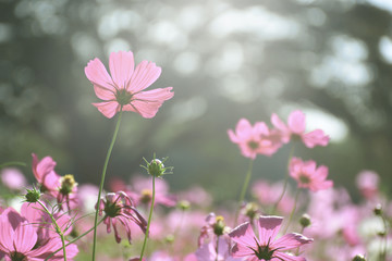 Fototapeta premium Beautiful cosmos flowers in the garden soft light background.