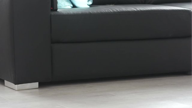 A beautiful Scottish cat sits next to the sofa.