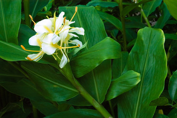 Big Flower Ball Ginger Lily
