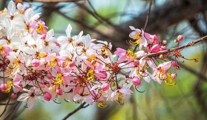 Wishing Tree ,Cassia Bakeriana Craib, Pink shower in Thailand.