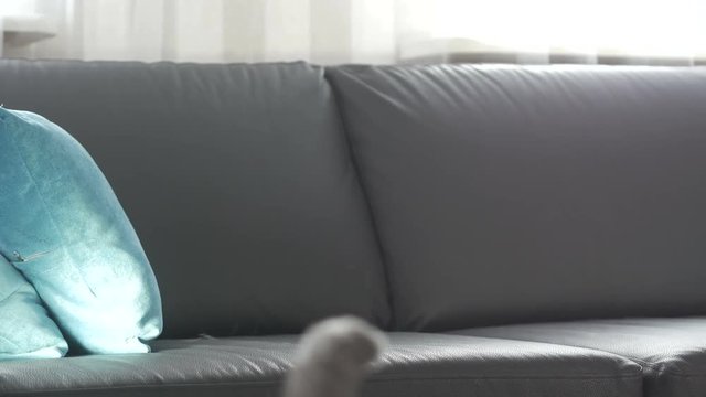 A beautiful cat of Scottish breed sits on the sofa licking and looking around.