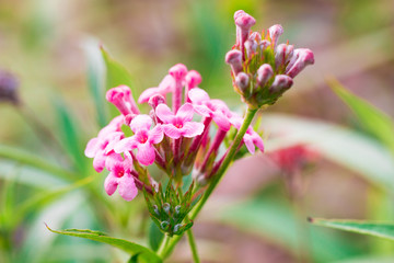 Pink Verbena ,disambiguation flower isolate in spring summer after raining in the morning, technical cost-up.