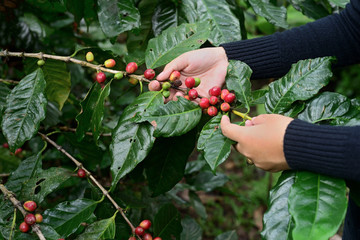 Raw coffee beans are cooked on forest trees at Mae Klang Luang.in Northern Thailand.