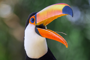 Fototapeta premium tucano