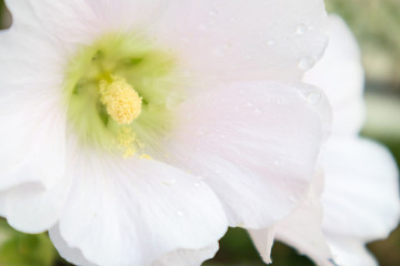 Beautiful white flower hollyhock blossoms decorate in garden