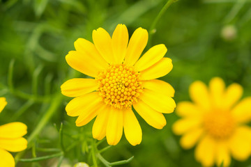 Beautiful daisy flowers on green meadow