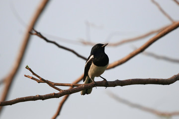 Oriental magpie-robin cute bird holding on branch part of tree alone in the evening sunset in the garden nature background