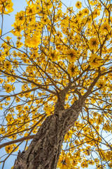 Silver trumpet tree, Tree of gold,Paraguayan silver trumpet tree