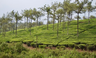Fototapeta na wymiar Valley view in rural Kerala (India) with fresh green tea leaf crops growing on lush agricultural plantations with bushes and trees in the highlands of the countryside