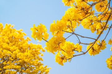 Silver trumpet tree, Tree of gold,Paraguayan silver trumpet tree