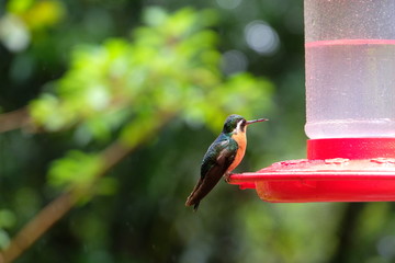 Beautiful little hummingbird