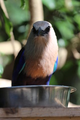 Blue-Bellied Roller Portrait / African Bird