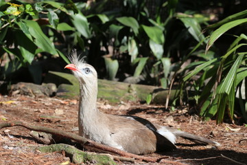 Red-legged Seriema / Crested Cariama South American Bird 