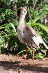 Red Legged Seriema / Bird and Wildlife Photography 