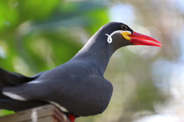 Portrait of an Inca Tern from South America