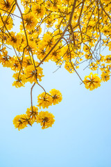 Silver trumpet tree, Tree of gold,Paraguayan silver trumpet tree