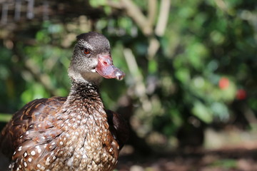Portrait of a Duck 