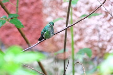Beautiful little hummingbird