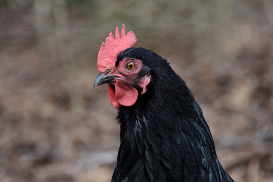 Black Sexlink Hen Closeup Chicken Stock Photo