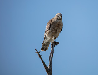 red shouldered hawk perched high in the wetlands has spotted you