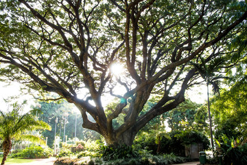 Fototapeta premium Shining Tree