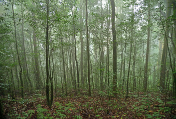 Beautiful rain forest Morning mist at Kew Mae Pan nature trail in Doi Inthanon national park, Thailand