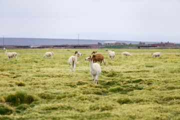 Group of llamas outside a small town along the border between Chile and Bolivia