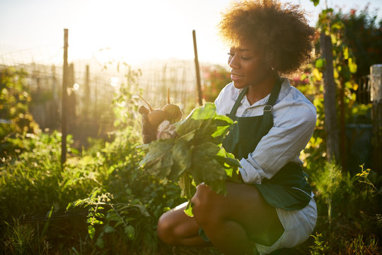 young african american millennial woman pulling golden beets from dirt in communal urban garden