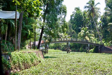 Scenic landscape in rural Kerala (India) close to Kochi: backwater canal covered with lush green aquatic plants, huge palm trees on the sides and a bridge in the background on a sunny spring day