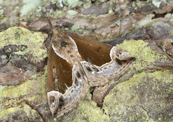 Beautiful snout, Hypena crassalis resting on bark
