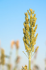 Close up Sorghum in field agent blue sky