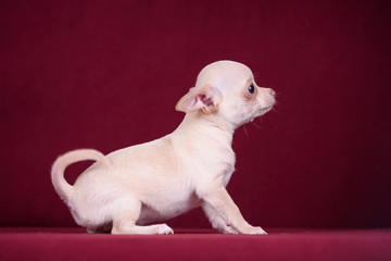 White puppy on a red background.