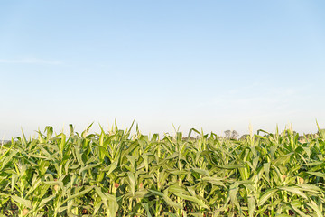 Obraz premium Green maize corn field plantation